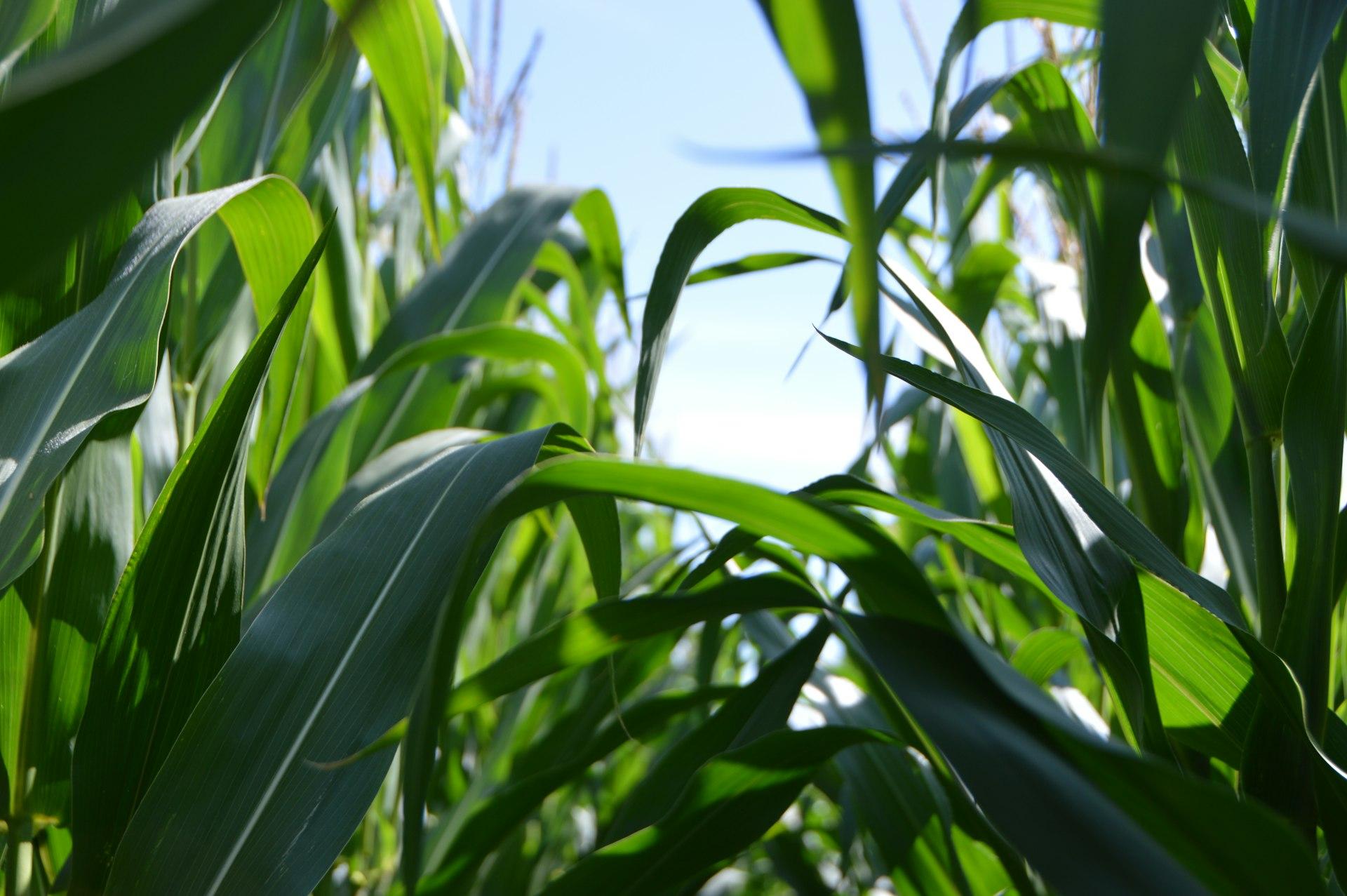 Looking up through tall green corn leaves towards a pale blue sky